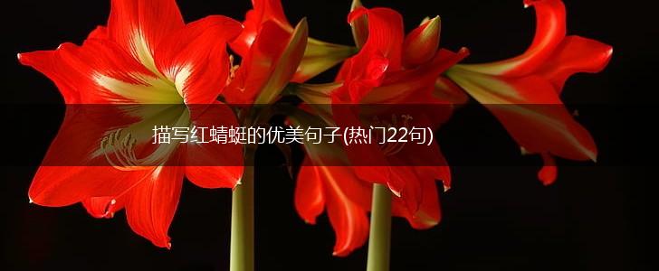 描写红蜻蜓的优美句子(热门22句),第1张