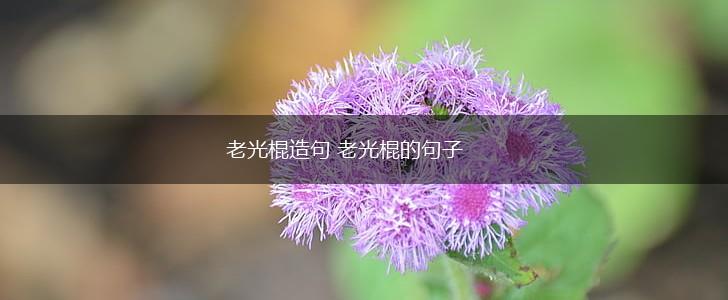 老光棍造句 老光棍的句子,第1张