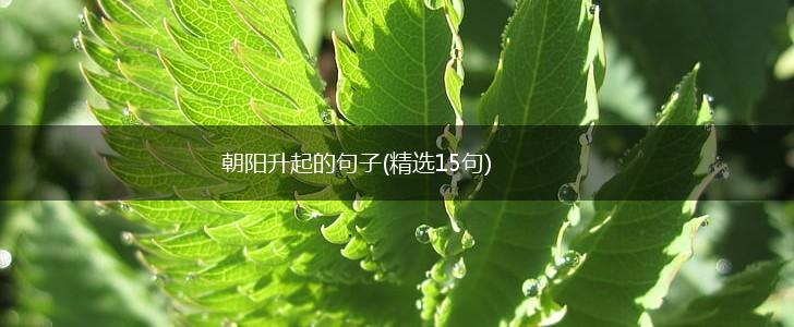 朝阳升起的句子(精选15句),第1张