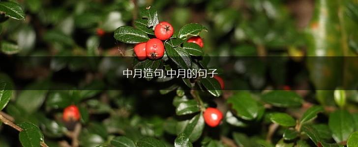 中月造句,中月的句子,第1张