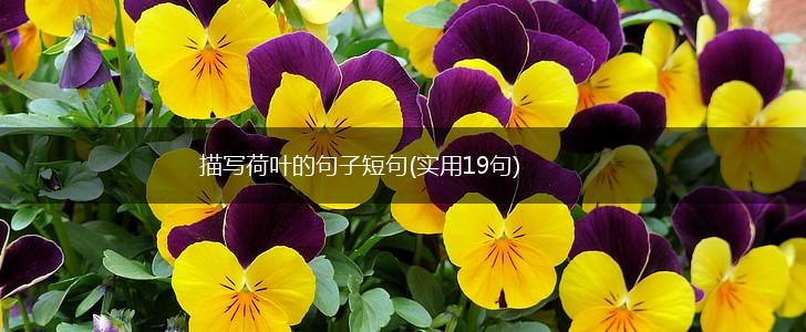 描写荷叶的句子短句(实用19句),第1张