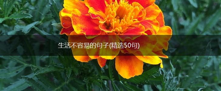 生活不容易的句子(精选50句),第1张