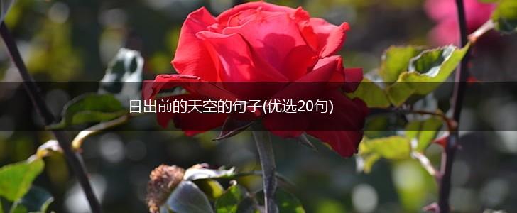 日出前的天空的句子(优选20句),第1张