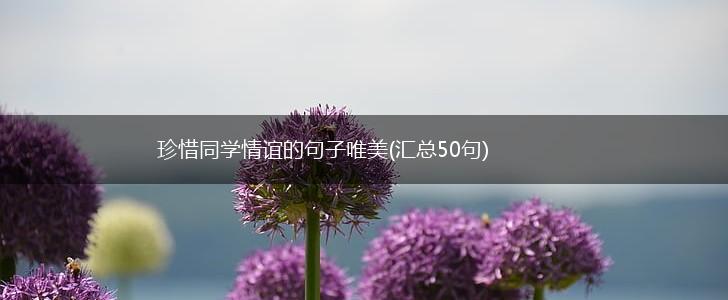 珍惜同学情谊的句子唯美(汇总50句),第1张