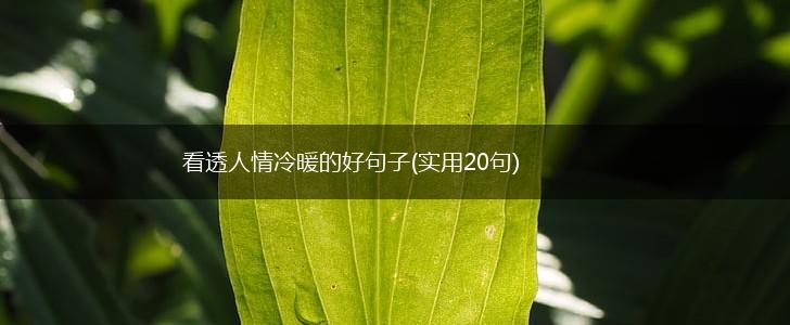 看透人情冷暖的好句子(实用20句),第1张
