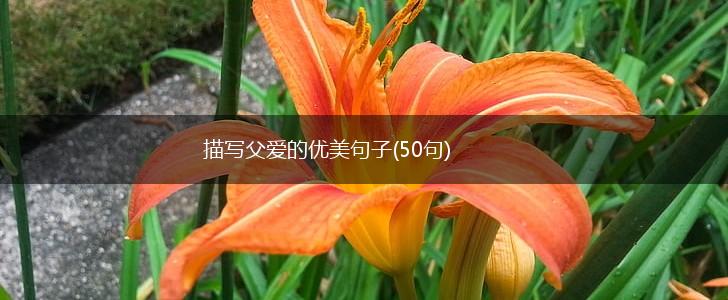 描写父爱的优美句子(50句),第1张