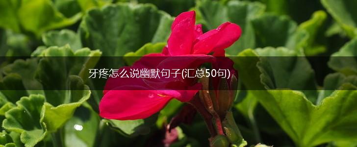 牙疼怎么说幽默句子(汇总50句),第1张