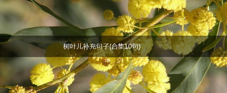 树叶儿补充句子(合集10句),第1张