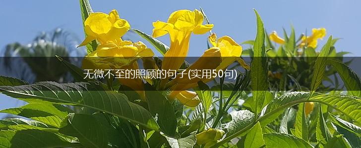 无微不至的照顾的句子(实用50句),第1张