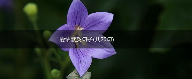 爱情默契句子(共20句),第1张