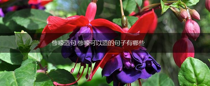 惨嚎造句 惨嚎可以造的句子有哪些,第1张