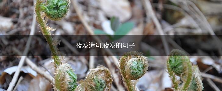 夜发造句,夜发的句子,第1张