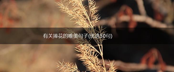 有关捧花的唯美句子(优选50句),第1张