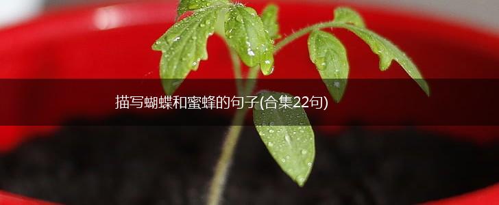 描写蝴蝶和蜜蜂的句子(合集22句),第1张