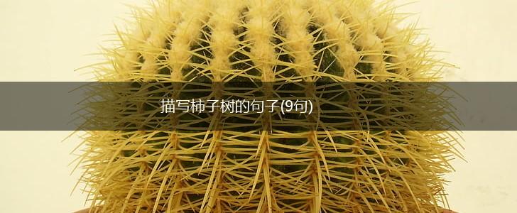 描写柿子树的句子(9句),第1张