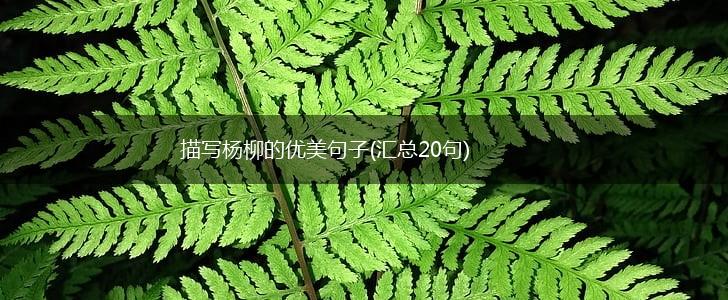 描写杨柳的优美句子(汇总20句),第1张