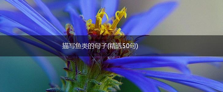 描写鱼类的句子(精选50句),第1张