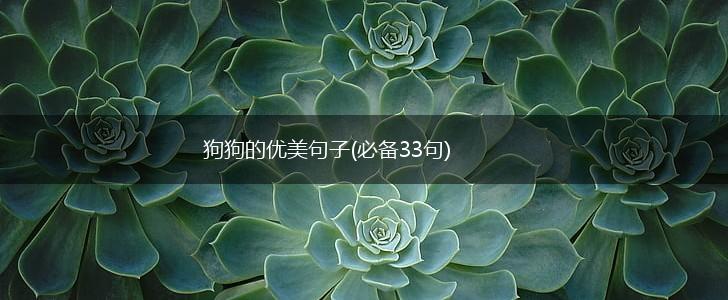 狗狗的优美句子(必备33句),第1张