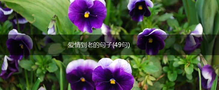 爱情到老的句子(49句),第1张