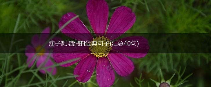 瘦子想增肥的经典句子(汇总40句),第1张