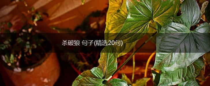 杀破狼 句子(精选20句),第1张