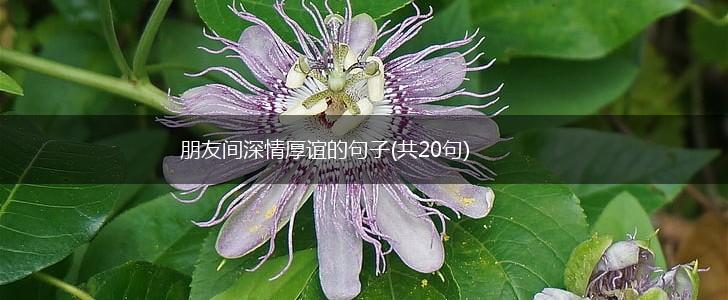 朋友间深情厚谊的句子(共20句),第1张