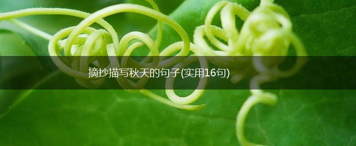摘抄描写秋天的句子(实用16句),第1张