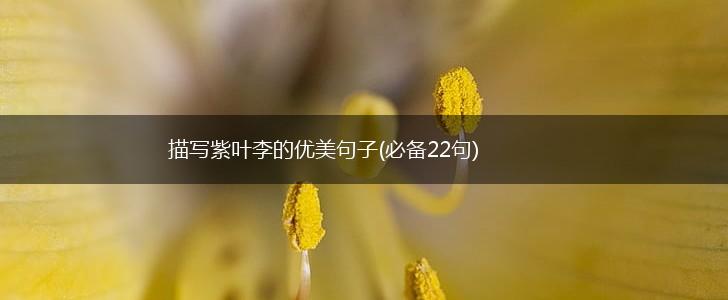 描写紫叶李的优美句子(必备22句),第1张
