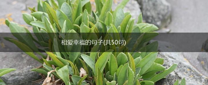 相爱幸福的句子(共50句),第1张