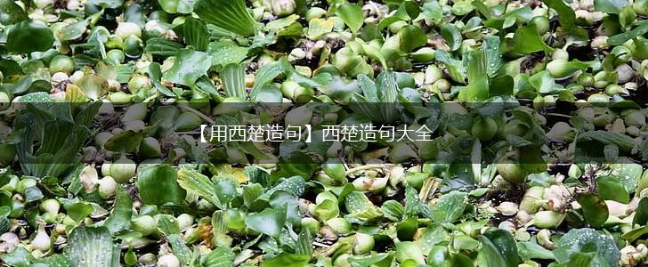 【用西楚造句】西楚造句大全,第1张