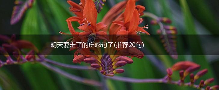 明天要走了的伤感句子(推荐20句),第1张