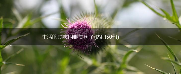 生活的励志的唯美句子(热门50句),第1张
