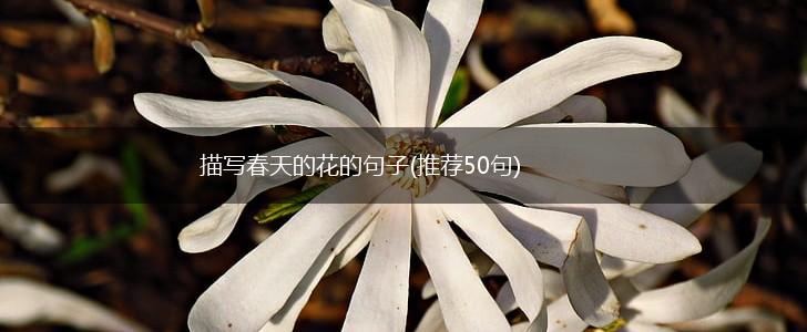 描写春天的花的句子(推荐50句),第1张