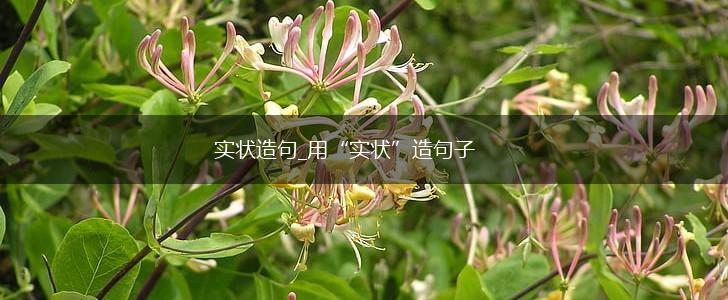 实状造句_用“实状”造句子,第1张
