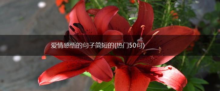 爱情感悟的句子简短的(热门50句),第1张