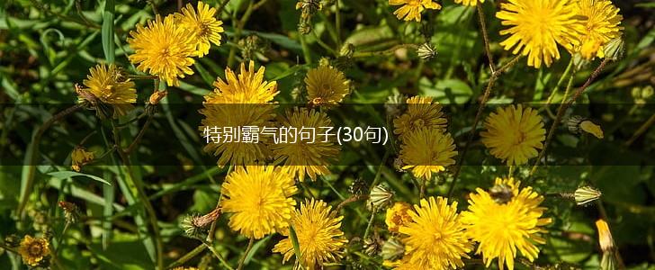 特别霸气的句子(30句),第1张