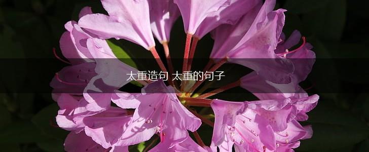 太重造句 太重的句子,第1张