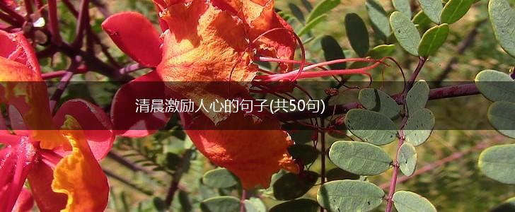 清晨激励人心的句子(共50句),第1张