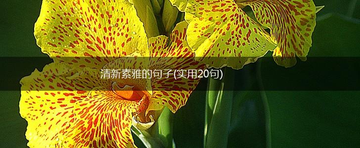 清新素雅的句子(实用20句),第1张