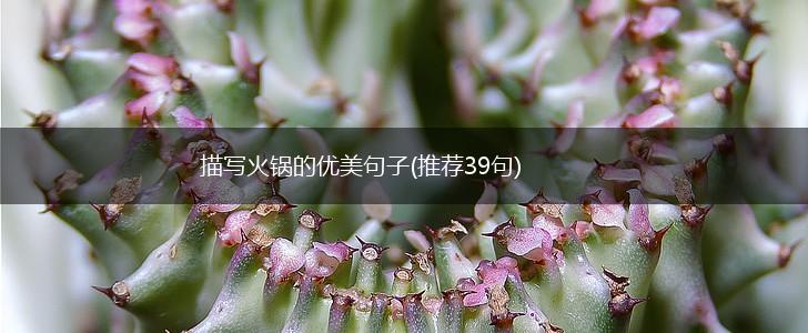 描写火锅的优美句子(推荐39句),第1张