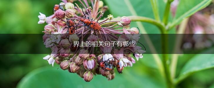 界上的相关句子有哪些,第1张