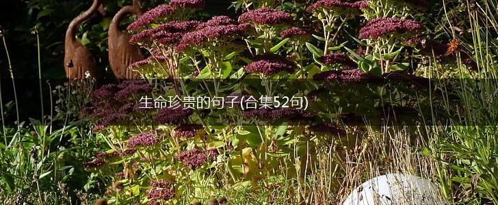 生命珍贵的句子(合集52句),第1张