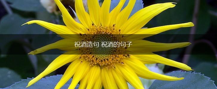 祝酒造句 祝酒的句子,第1张