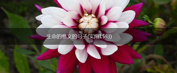生命的意义的句子(实用15句),第1张