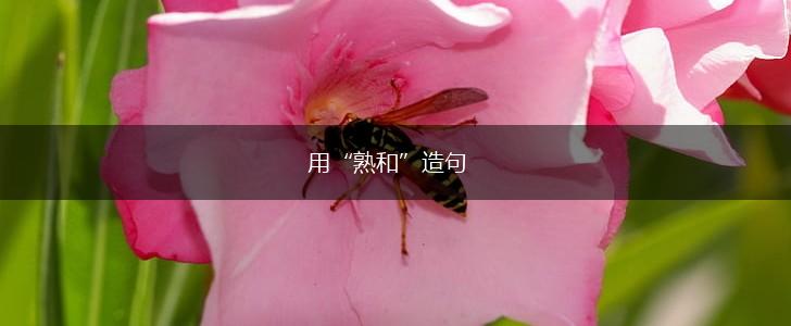 用“熟和”造句,第1张