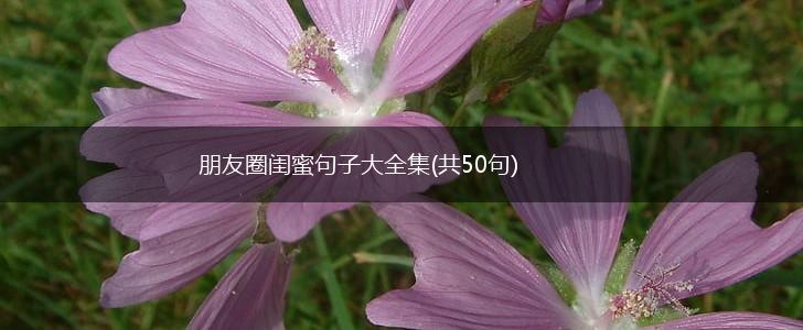 朋友圈闺蜜句子大全集(共50句),第1张
