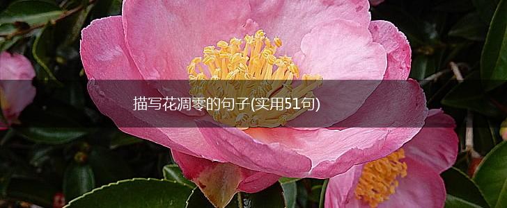 描写花凋零的句子(实用51句),第1张