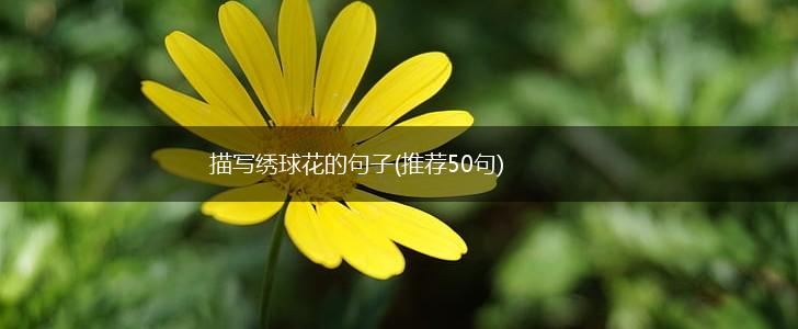 描写绣球花的句子(推荐50句),第1张