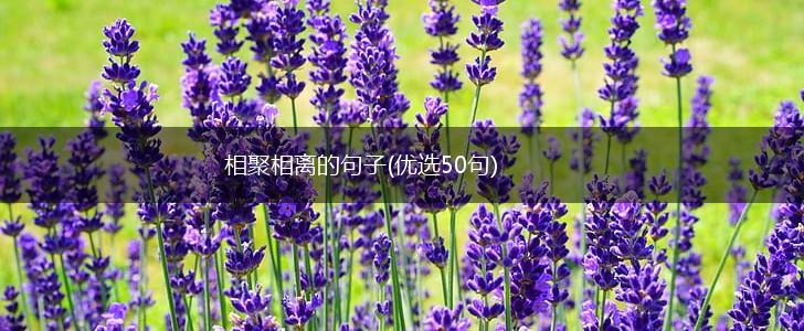相聚相离的句子(优选50句),第1张