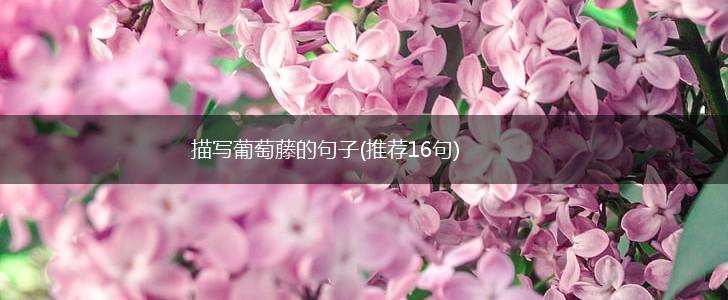 描写葡萄藤的句子(推荐16句),第1张